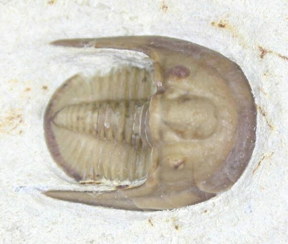 D Cordania Trilobite - Scarce Species #23117